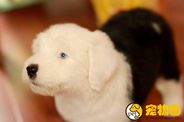 古牧犬是什么狗，英国古代牧羊犬(属于禁养犬类)