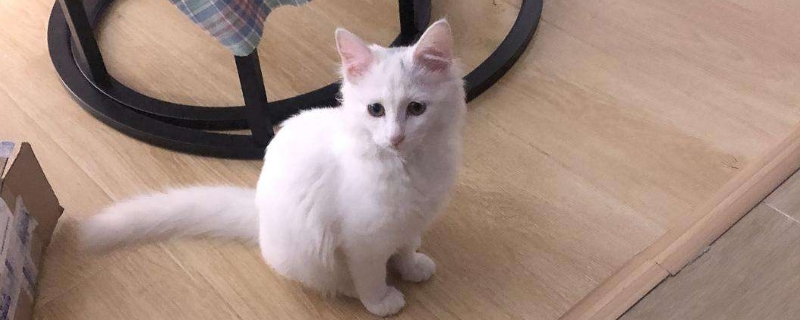 小猫咬人手怎么教育