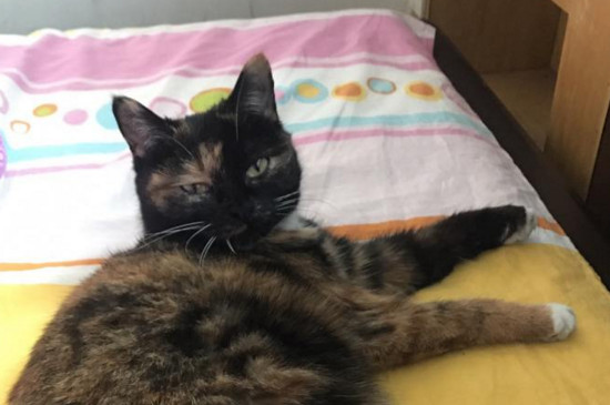 猫滴虫症状