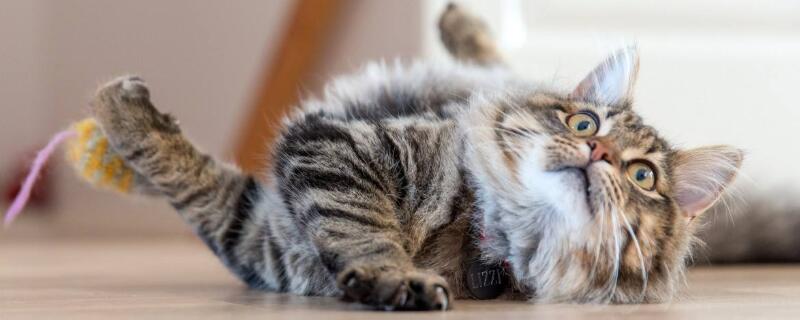 猫中毒的症状