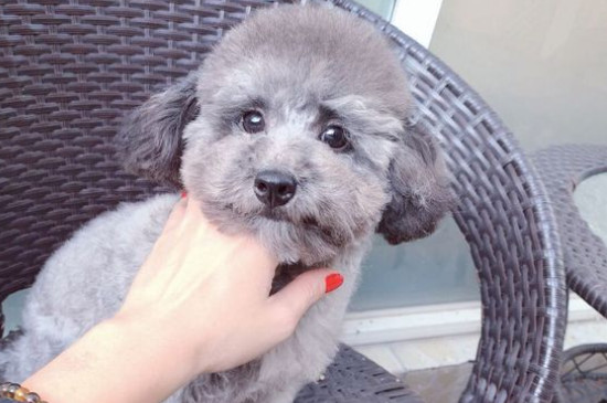 狗发烧的症状