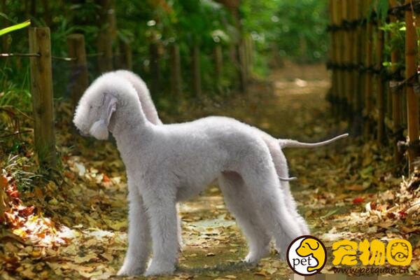 贝灵顿梗是可爱的混血绵羊犬，又能欣赏又能看家