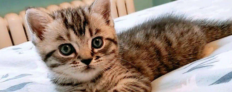 东北猫为什么这么便宜