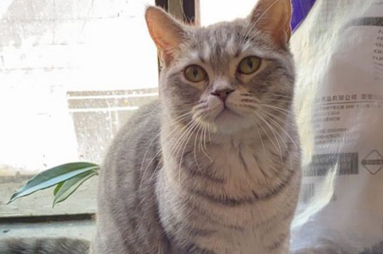 猫张嘴发出咔咔声