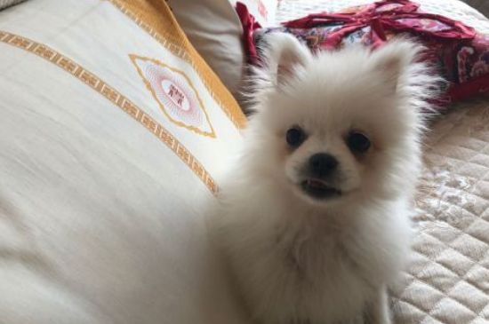 狗狗打嗝是什么原因