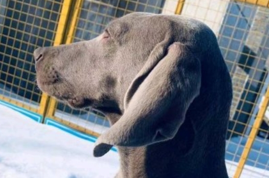 魏玛犬为什么没人养
