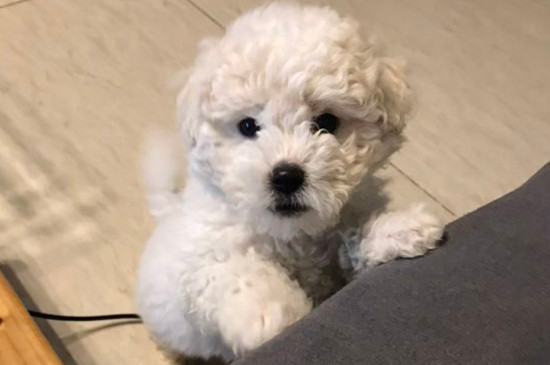 比熊幼犬睡眠时间