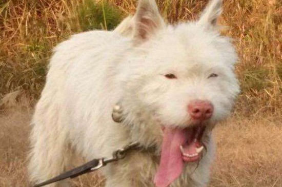 怎样挑选好的下司犬，掌握4个技巧教你选出优良的下司犬