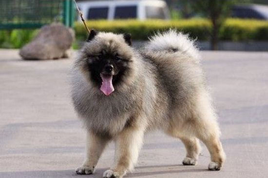 狗狗发烧吃什么药管用，能治疗狗狗发烧的三种药物