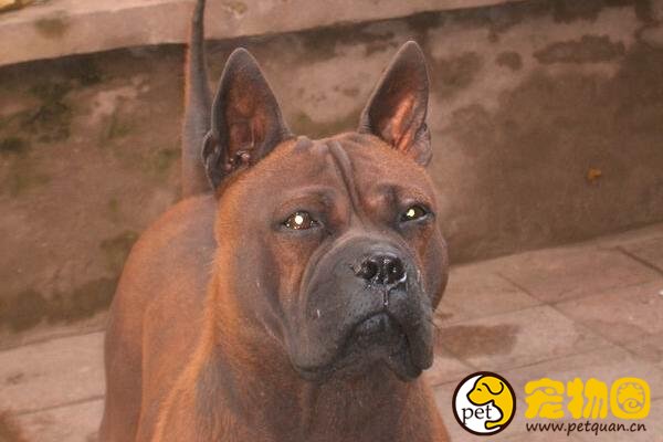 川东猎犬是世界稀有品种，仅中国特有的中型猛犬