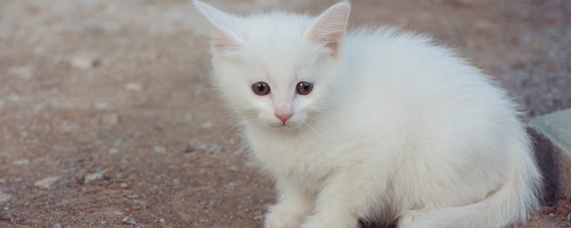 猫咪像哮喘一样咳嗽