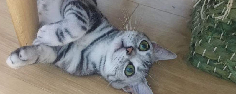 猫咪为什么流眼泪