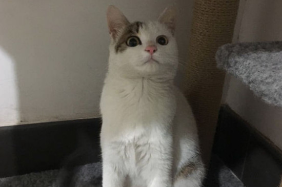 猫爪热是什么症状，典型症状为红斑丘疹