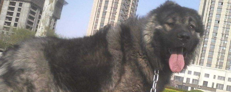 详细的高加索犬介绍，性格身高体重智力全面讲解