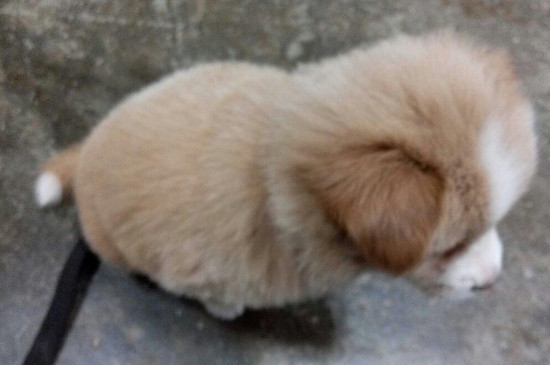 狗尾巴白尖有什么讲究