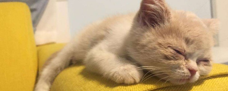 遇见死猫有什么征兆