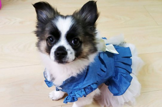 每个狗都有狂犬病毒吗