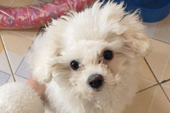 小狗上吐下泻不吃东西怎么办，狗狗呕吐腹泻的紧急处理