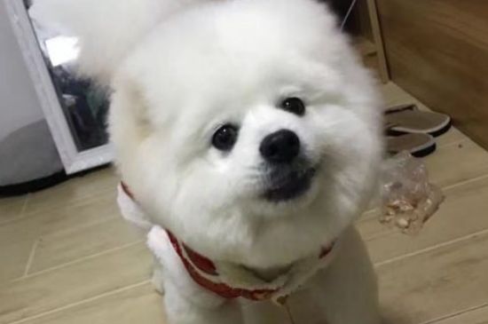 狗狗感冒吃什么药