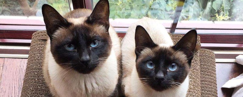 暹罗猫好养吗