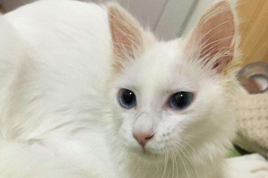 猫流眼泪打喷嚏