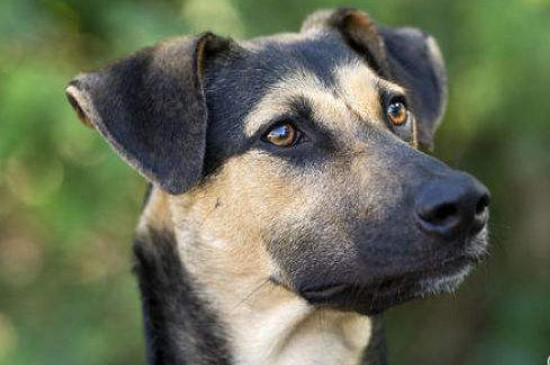 德国牧羊犬能吃生鸡蛋吗
