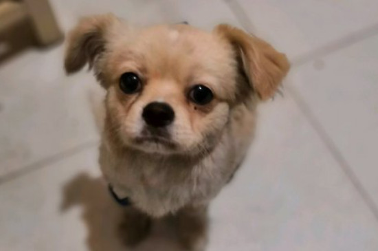 狗隐睾不做手术可以吗