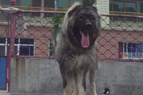 适合家养的护卫犬有哪些，最优秀的护卫犬10大排名