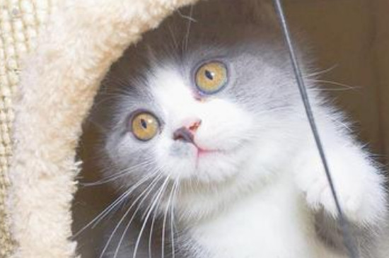 go猫粮真假辨别