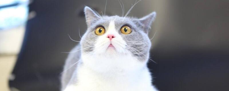 猫可以吃水果吗