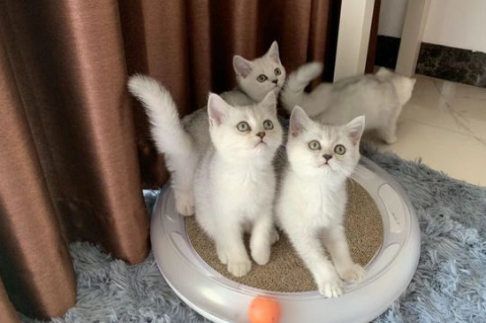猫咪多久洗一次澡