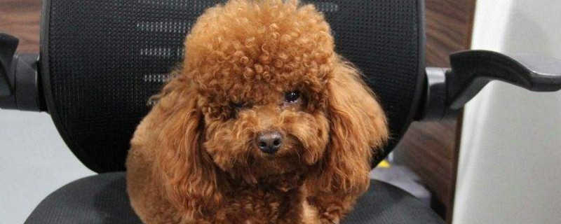 狗狗尿频怎么回事