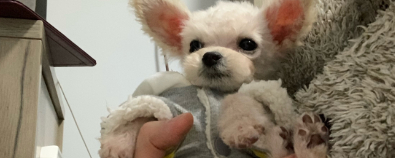 狗狗护食咬主人怎么办