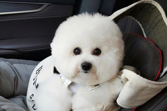 比熊犬喜欢吃什么食物