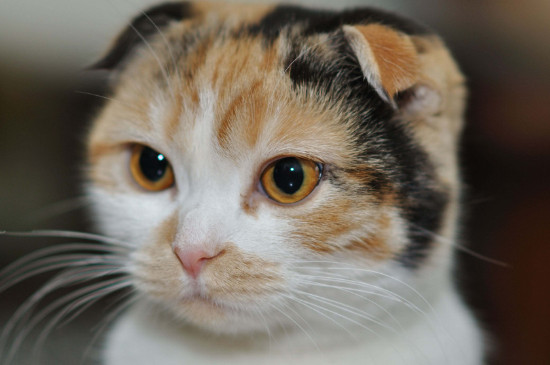 猫打疫苗前后要注意什么