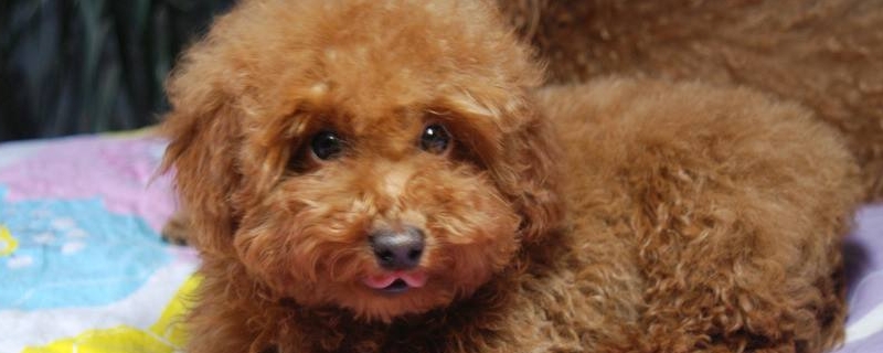 养泰迪犬对人的危害