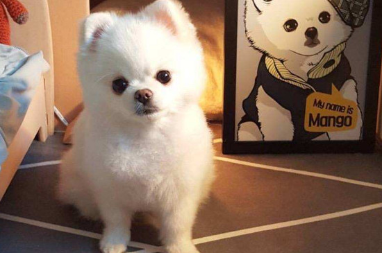 小白狗是什么品种