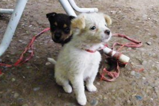 狗能吃杨梅吗为什么
