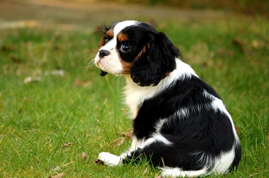 查理士王小猎犬优缺点