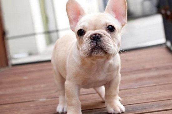 法牛犬好养吗怎么训练