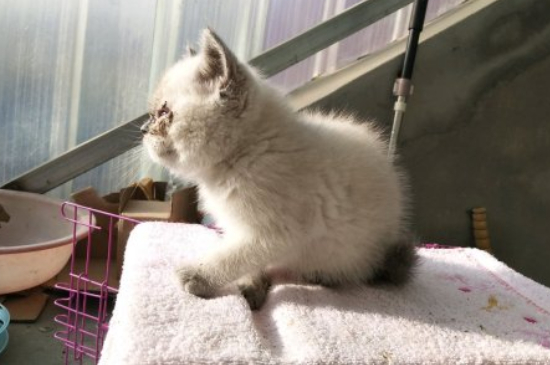 不认识的猫在门口叫