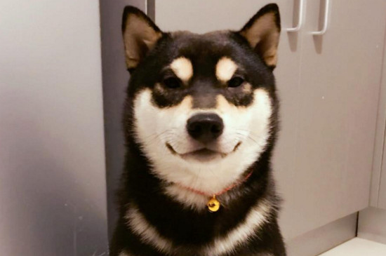 柴犬信任主人的表现