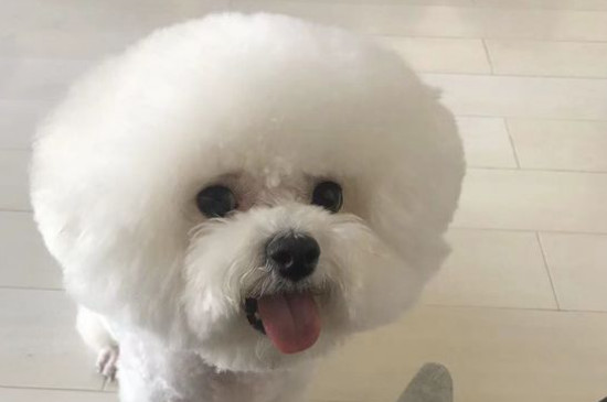 狗蜱虫怎么去除，宠物狗身上蜱虫的治疗