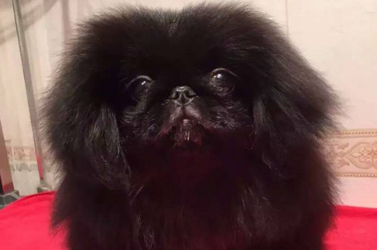 黑色长毛狗狗品种名称