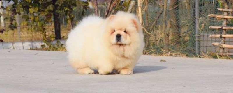 松狮好养吗