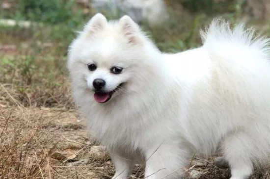 狗狗上吐下泻是怎么回事