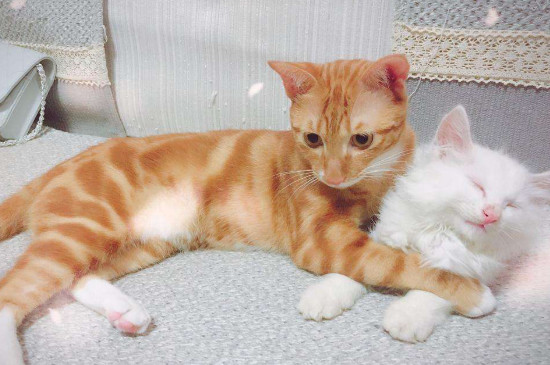 猫可以吃什么