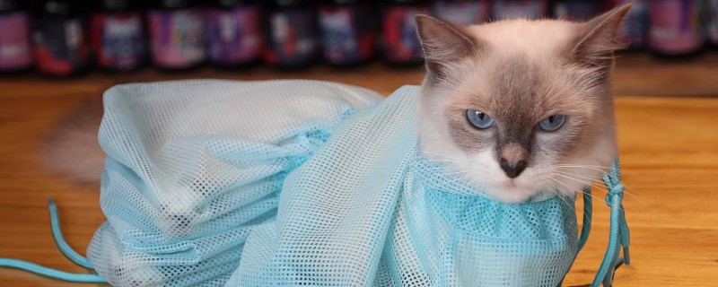 猫临死前的征兆