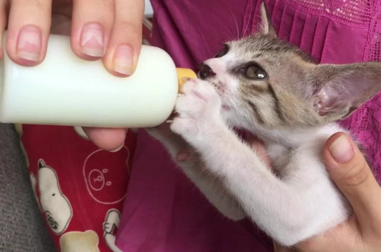 猫可以喝纯牛奶吗