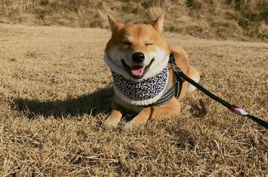 柴犬冬天可以室外养吗
